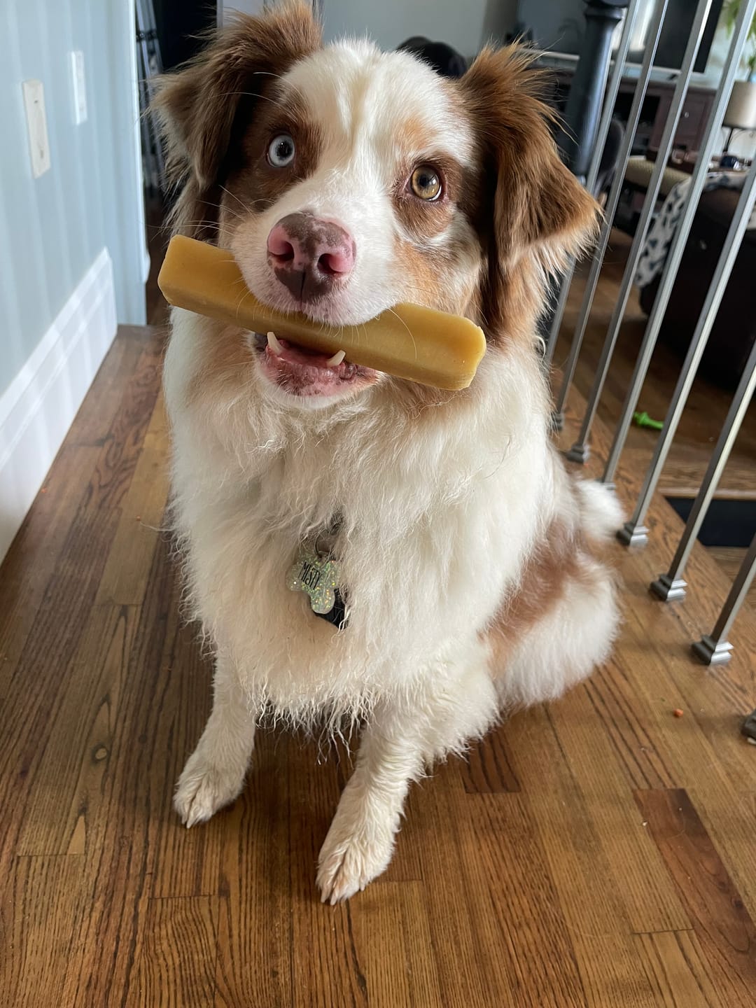 Chanky Natural Himalayan Dog Chews
