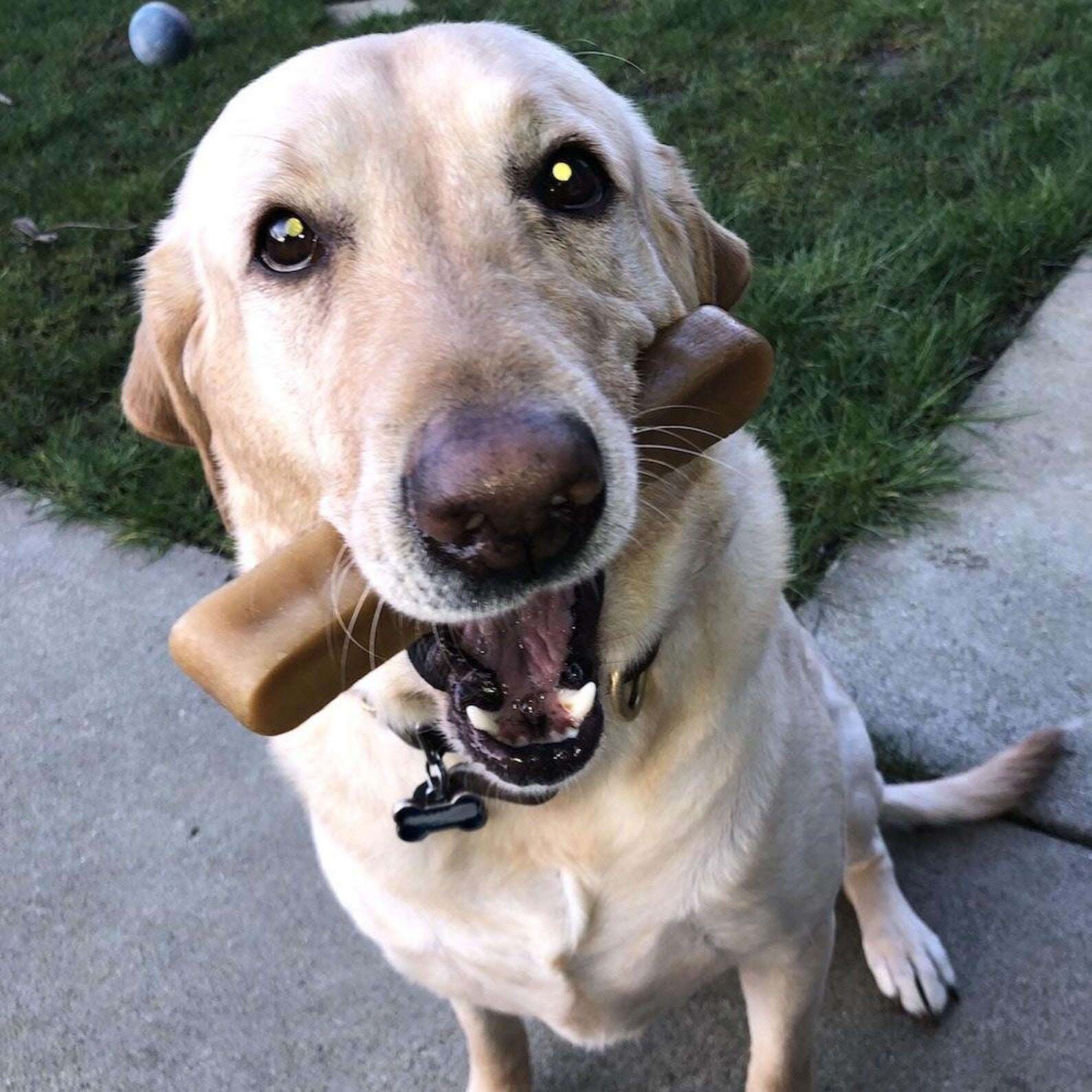 Chanky Natural Himalayan Dog Chews